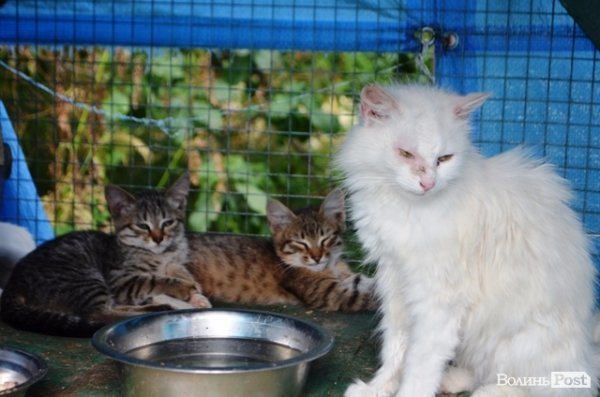 Майже 90% безпритульних тварин Луцька знаходять домівку. ФОТО