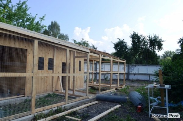 Майже 90% безпритульних тварин Луцька знаходять домівку. ФОТО