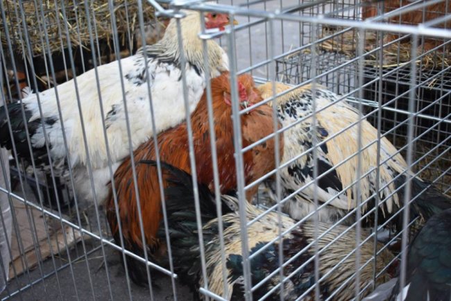 Цукор, риба і кролі: у волинському райцентрі влаштували ярмарок. ФОТО