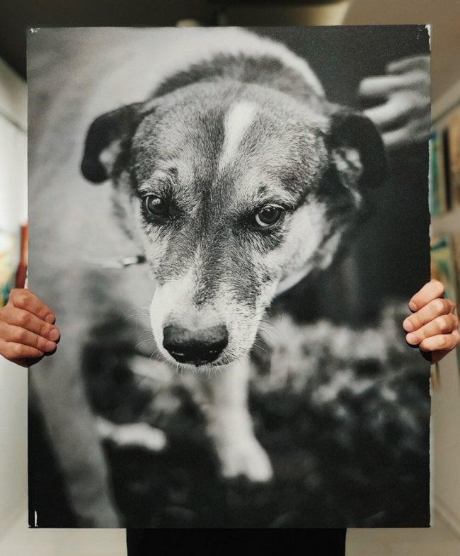 У Луцьку стартував аукціон на підтримку безпритульних тварин. ФОТО