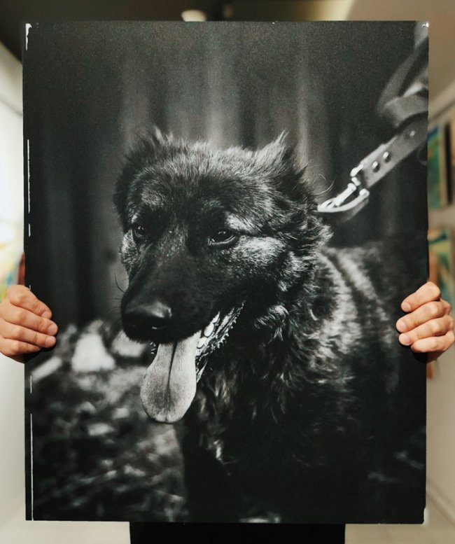 У Луцьку стартував аукціон на підтримку безпритульних тварин. ФОТО