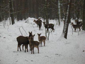 У лісах Волині проводять зимовий «перепис»