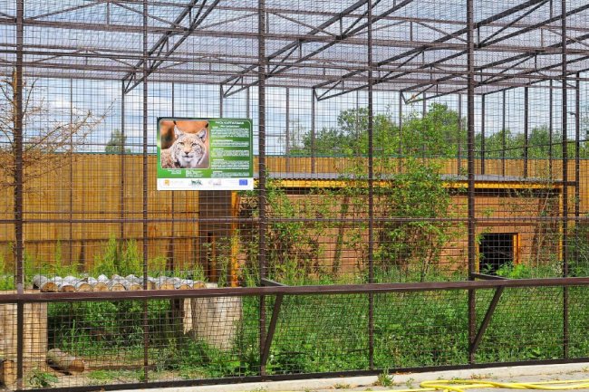 У Луцькому зоопарку  – нова пара закоханих пухнастиків