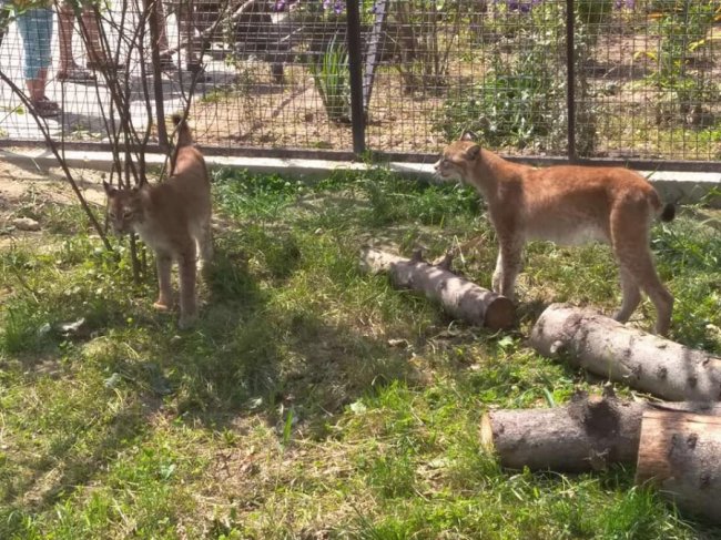 У Луцькому зоопарку  – нова пара закоханих пухнастиків