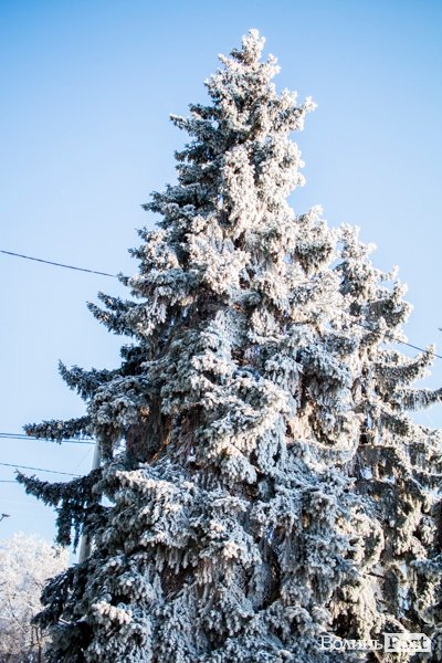 Луцьк – у кришталевій паморозі: казкові світлини різдвяного ранку. ФОТО