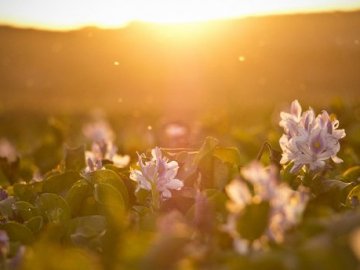 Не можна сваритись та сіяти: прикмети та іменини 29 червня