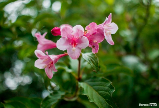Барвиста краса: літній Луцьк потопає у квітах. ФОТО