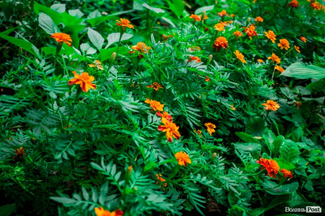 Барвиста краса: літній Луцьк потопає у квітах. ФОТО