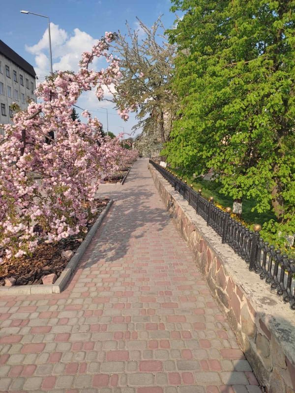 «Хай буде весна»: у місті на Волині зацвіла алея сакур. ФОТО