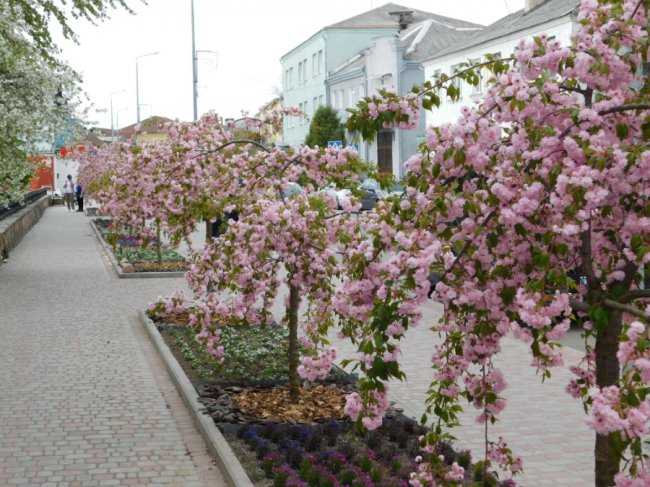 «Хай буде весна»: у місті на Волині зацвіла алея сакур. ФОТО
