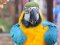 Власник мережі ресторанів подарував луцькому зоопарку папугу