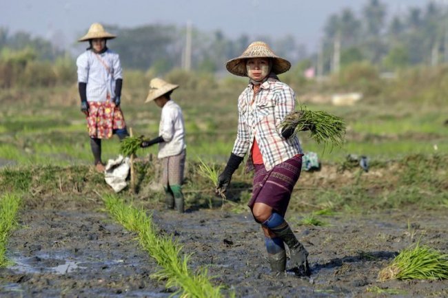 Фермери працюють у рисовому полі неподалік столиці Найп’їдо, М’янма, 21 лютого 2019 року