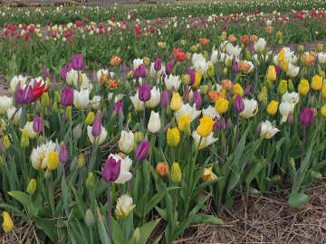 Незважаючи на підтоплення поля, фестиваль «Волинська Голландія» відбудеться