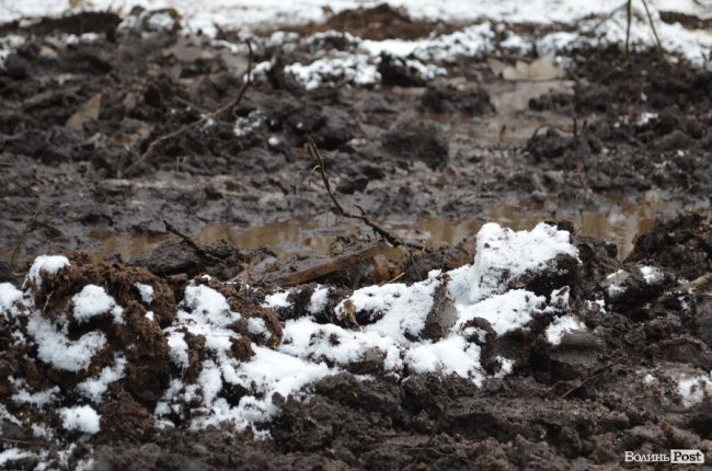 Жнива у зимовому лісі: як на Волині заготовляють деревину. ФОТО