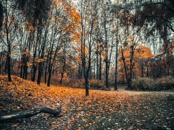 Луцькі парки восени. ФОТО