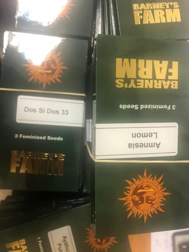На волинській митниці у рейсовому автобусі знайшли понад сотню упаковок насіння коноплі. ФОТО