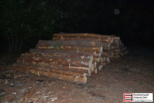 На Волині виявили партію «сумнівної» деревини. ФОТО. ВІДЕО