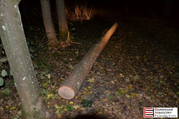 На Волині виявили партію «сумнівної» деревини. ФОТО. ВІДЕО