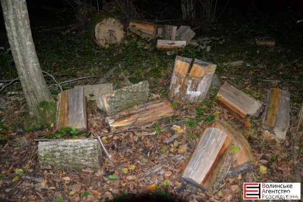 На Волині виявили партію «сумнівної» деревини. ФОТО. ВІДЕО