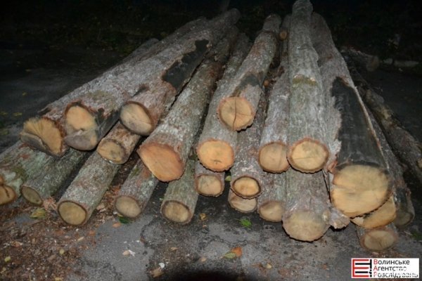 На Волині виявили партію «сумнівної» деревини. ФОТО. ВІДЕО