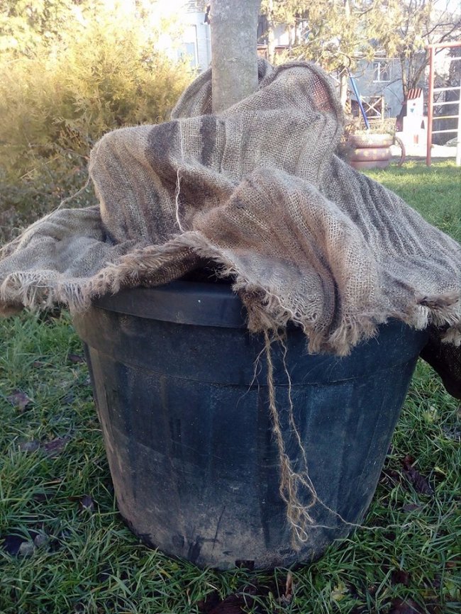 У Луцьку біля залізничного вокзалу озеленюють територію. ФОТО