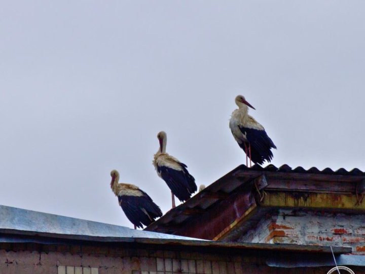 До Чорнобиля вперше за 20 років повернулися білі лелеки