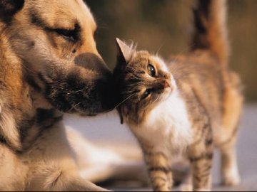 У луцькій «Ласці» безкоштовно стерилізуватимуть тварин