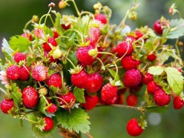 9 липня – яке сьогодні свято: традиції, заборони і прикмети