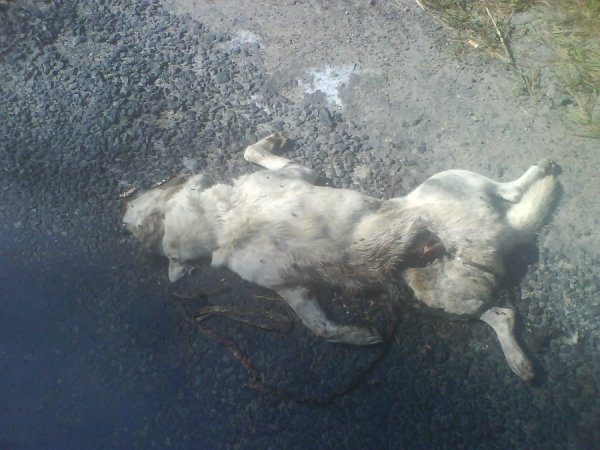 На волинській трасі два тижні лежить труп вовка. ФОТО