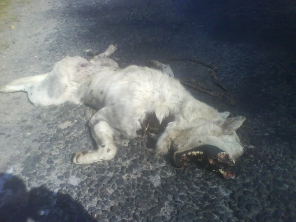 На волинській трасі два тижні лежить труп вовка. ФОТО