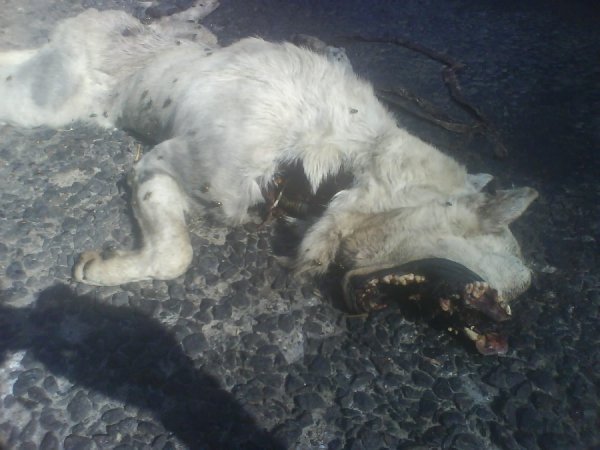 На волинській трасі два тижні лежить труп вовка. ФОТО