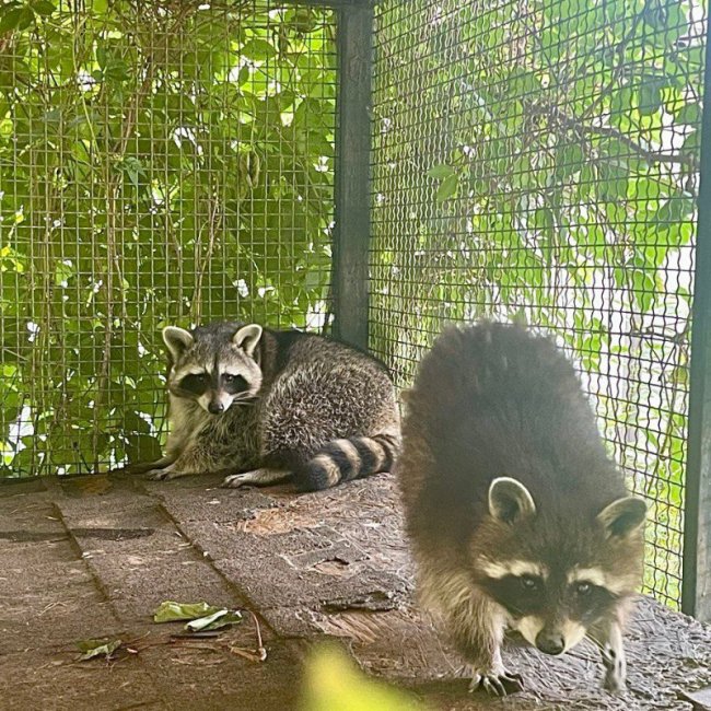 Єнотів, яких врятували волонтери, прихистив Луцький зоопарк