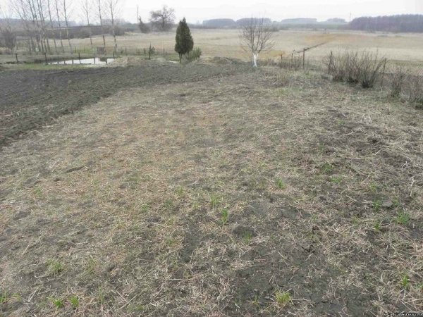 Ділянка до початку роботи. Вид зі сходу.