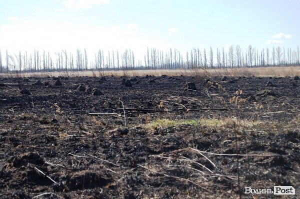 Яблуневий сад під Луцьком «вижив» після масштабної пожежі