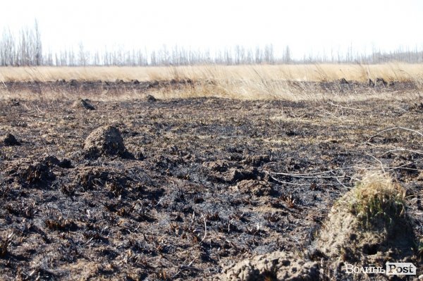 Яблуневий сад під Луцьком «вижив» після масштабної пожежі