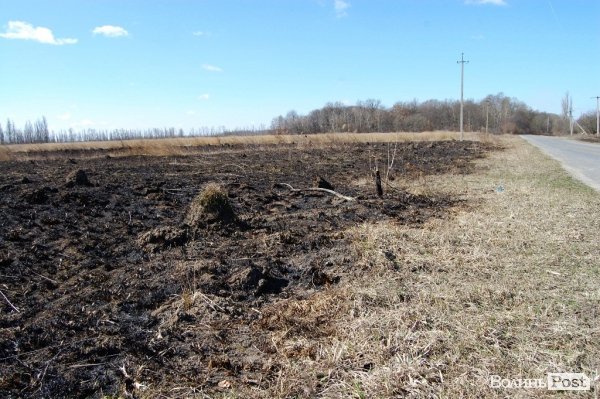 Яблуневий сад під Луцьком «вижив» після масштабної пожежі