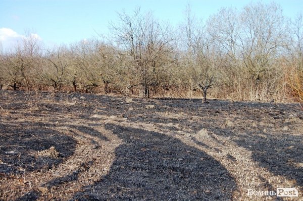 Яблуневий сад під Луцьком «вижив» після масштабної пожежі