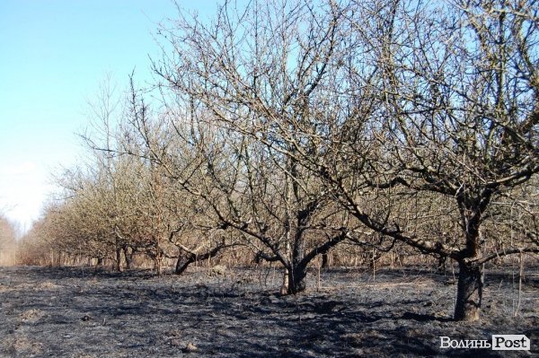 Яблуневий сад під Луцьком «вижив» після масштабної пожежі