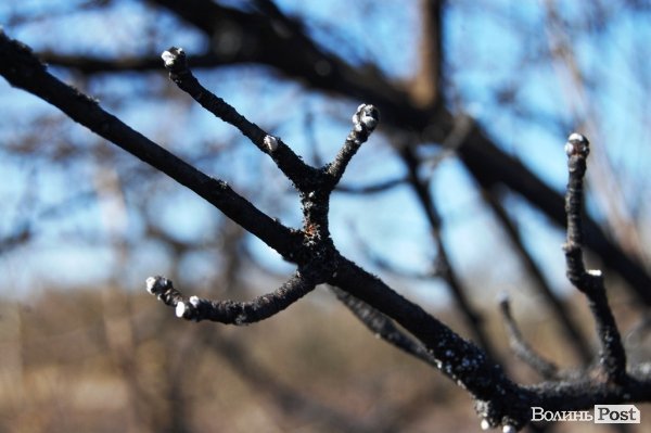 Яблуневий сад під Луцьком «вижив» після масштабної пожежі