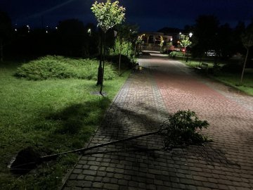 У парку в Ковелі вандали повиривали з корінням саджанці дерев
