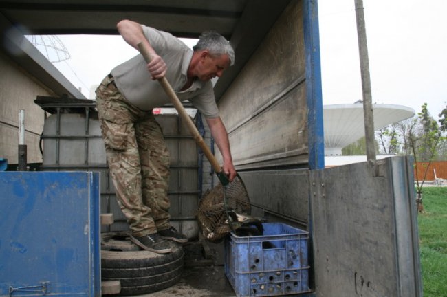 У луцькому парку в канали запустили білого амура