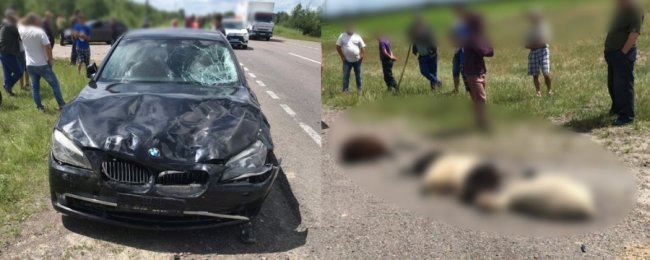 На Рівненщині водій врізався в отару овець, восьмеро тварин загинули