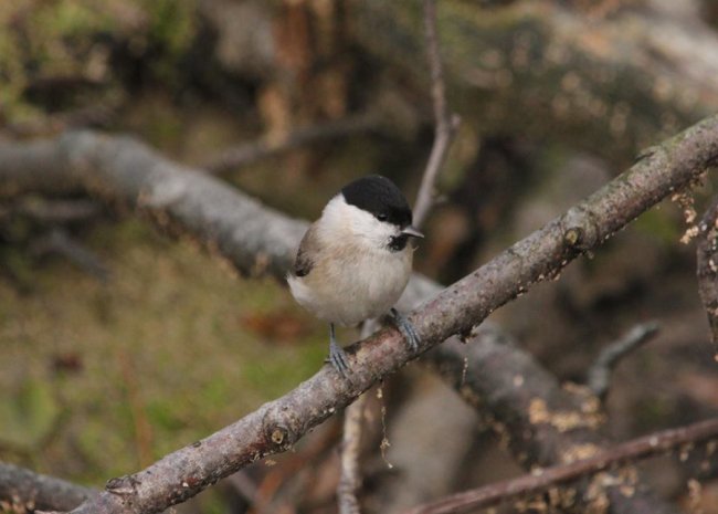 Перната красуня стала героєм фотосесії волинянина