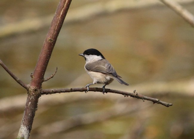 Перната красуня стала героєм фотосесії волинянина