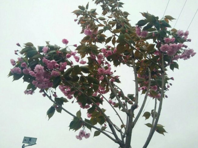 У містечку на Волині розквітли екзотичні дерева. ФОТО