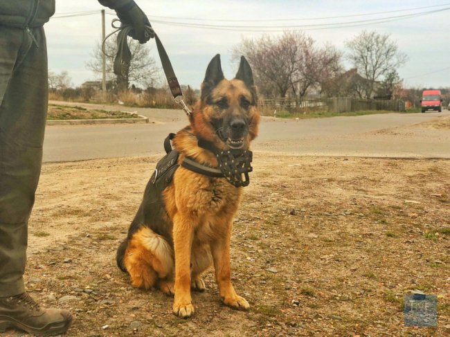 Вибухівка, наркоторговці і обшуки: як на Волині минув рейд містом
