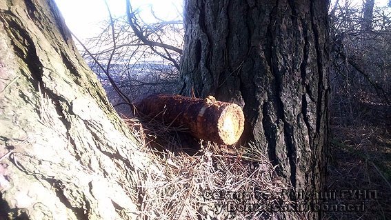 На Волині за 3 км від населеного пункту знайшли снаряд часів Другої Світової війни. ФОТО