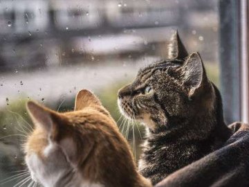 Температура впаде до +5: в Україну йде похолодання