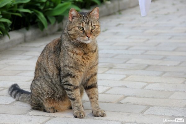 «Ніч музеїв» у Луцьку. ФОТО