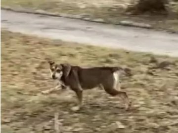 У місті на Волині безпритульні собаки кидаються на людей
